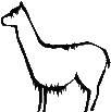 Lama-Peru
